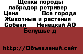 Щенки породы лабрадор ретривер › Цена ­ 8 000 - Все города Животные и растения » Собаки   . Ненецкий АО,Белушье д.